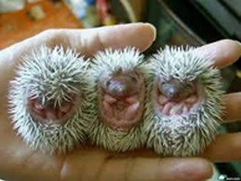 A prickel of hedgehogs sleep - singular collective noun